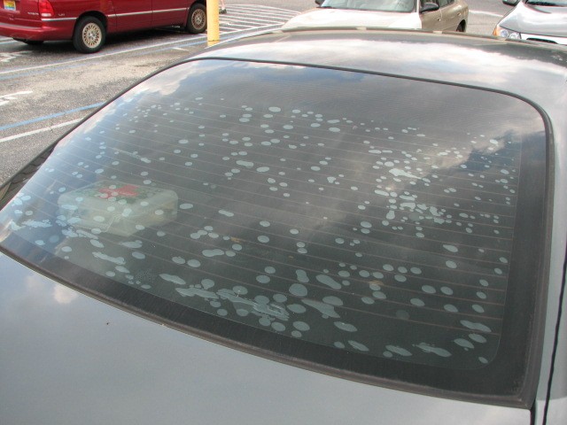 Bubbling on car window tint